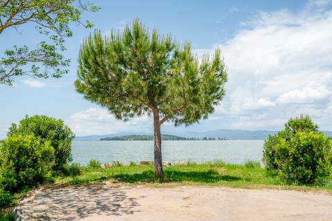 Standard Lake Pitch Trasimeno