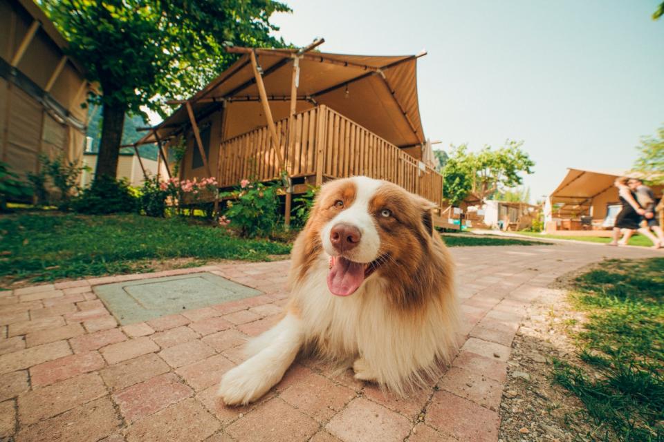 Dog friendly